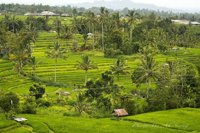Tegallalang Rice Terrace