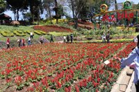 Wisata Bunga Potong Krisan
