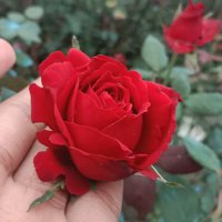 Wisata Petik Mawar Desa Gunungsari Jual Bunga Mawar Taman Bunga Foto Taman Mawar Indah Terdekat