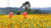 Marigold Fields