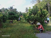 Kebun Kelengkeng Jerukagung