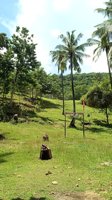 Wisata Bukit Nipah