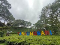 Kebun Teh Tambi Sapuran