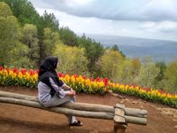 Hutan Pinus Mangunan