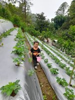 Kebun Kitala Wisata Petik Strawberry
