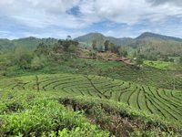 Agrowisata Rancabali