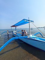 Plankton And Dolphins