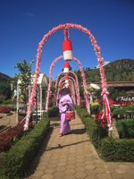 Kebun Begonia Lembang