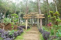 Wisata Hutan Pinus Gogoniti