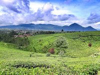 Kebun Teh Kertamanah