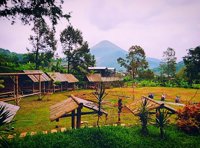 Hutan Bambu Petung 1000