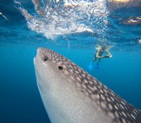 Whale Shark Point