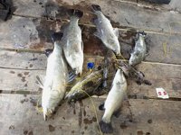 Rumpon Maskon Kakap Putih