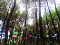 Perhutani Precet Lereng Gunung Kawi