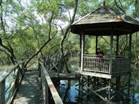 Hutan Mangrove Margasari Balikpapan Barat
