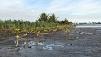 Hutan Bakau (mangrove) Tanggulangin