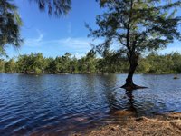 Hutan Cemara Laipori