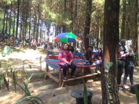Wana Wisata Bukit Pinus Wonosalam