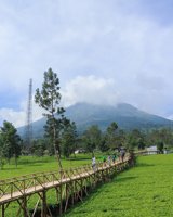 Agro Wisata Perkebunan Teh Tambi
