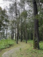 Hutan Pinus Sayong Asri