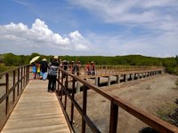 Mangrove Trail Jatipapak