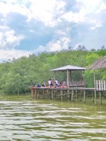 Mangrove Karangkiring