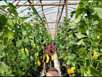 Wisata Petik Buah Greenhouse Tp. Miftahul Ulum
