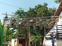 Gantangan Perkutut Lokal Taman