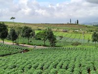 Petik Apel Kebun 8 Kota Batu