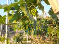 Kebun Anggur Agrowisata Dua Suwunan Gedongan