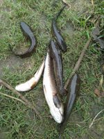 Kedung Ulo Cengklik Reservoir Area