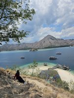 Baby Shark Pulau Kelor Komodo