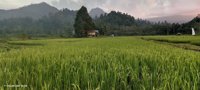 Sentani Desa Buton