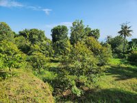 Kebun Durian Premium Bio Green 1