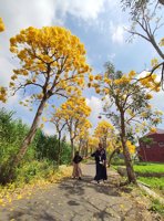 Wisata Tabebuya Pendem