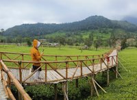Wisata Alam Kebun Teh Sikatok