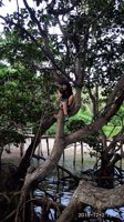 Ekowisata Mangrove Lirang