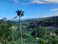 Wisata Hutan Pinus Nyawangan Park