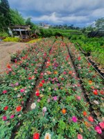 Stand Bunga Mahkota Dewa