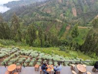 Taman Edelweiss Desa Wonokitri