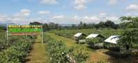 Wisata Petik Jambu Kristal Geresik Ciawigebang