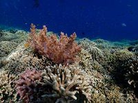 Duiklocatie Eel Garden