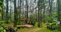 Wisata Hutan Pinus Pal 16 Cikole Lembang
