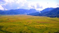 Lingko Spider Web Rice Fields