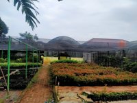 Kebun Bibit Bpth Kehutanan Pemprov