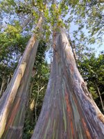 Hutan Pohon Warna Warni