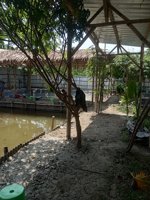 Pemancingan Saung Bambu Lawatan