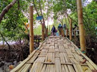 Wisata Mangrove Nguling Pasuruan