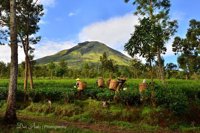 Agrowisata Teh Tambi Kejajar