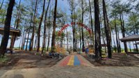 Wisata Pinus Satui
